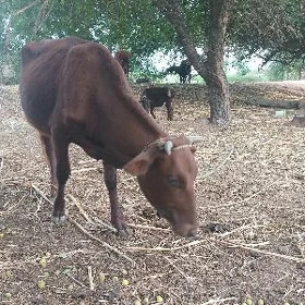 bakylan gacar