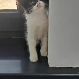 домашний котёнок продаётся