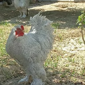 Brama coco lavanda