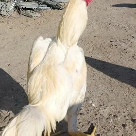 ak horaz