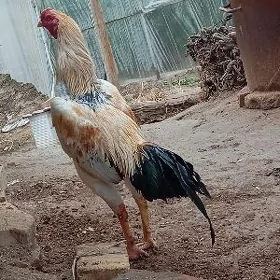 Horaz