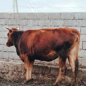 Baklan sygyr yas