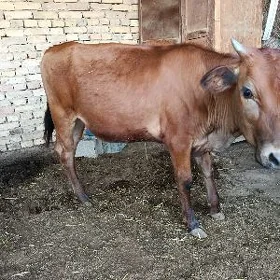 Gole gulajyn