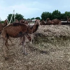 ogŝyk