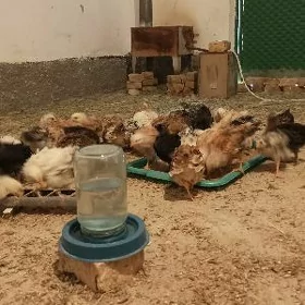Towuk juje