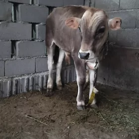 Ökuz