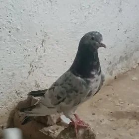 кепдери