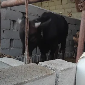 Öküz