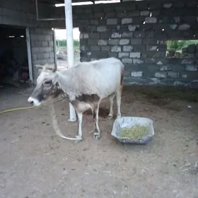 сыгыр