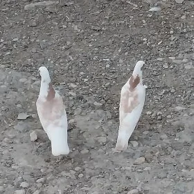 kepderi