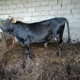 öküz