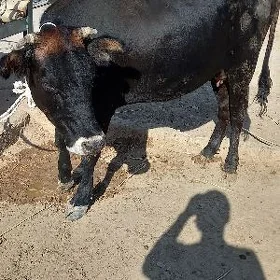 Bogaz sygyr