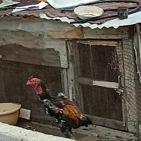 tașgent