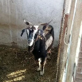 geçi