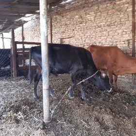 1 okuz 1 unajyn
