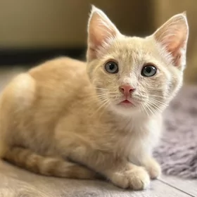 котёнок