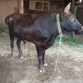 Ökuz.