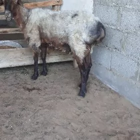 Goýun