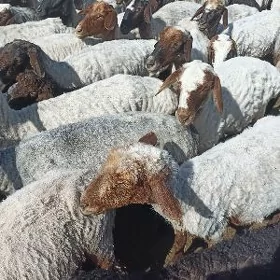 Gurbanlyk Mallary
