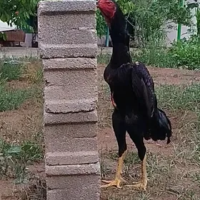 türk taşgent ýumurtga