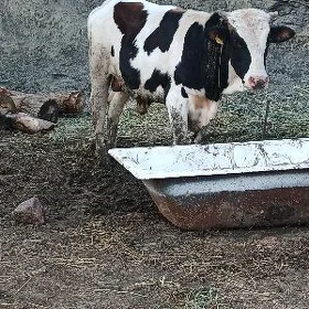 Öküz Gibrit