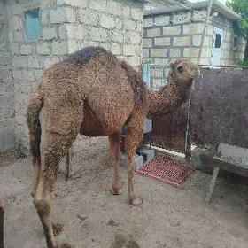 Ogşyk