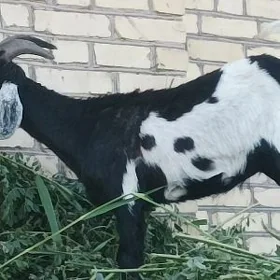 Serke geci cebis