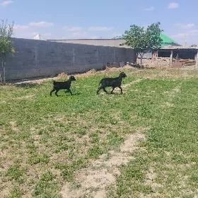 doğ