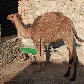 Ogşuk