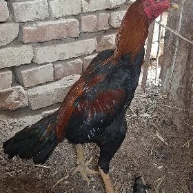 horaz baysy