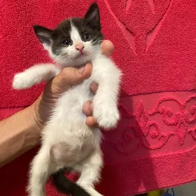 котята