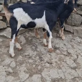 dog erkeç