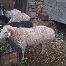 Goç
