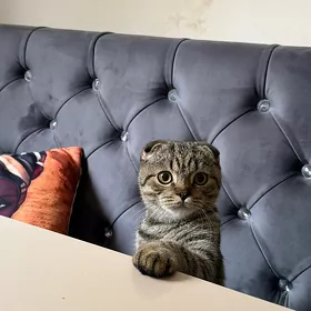 вислоухий кот