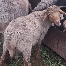 Işşek merinos