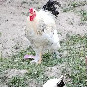 brama ve paroda yumurtgasy