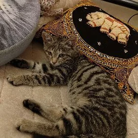 Котенок