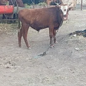okuzçe gulajun