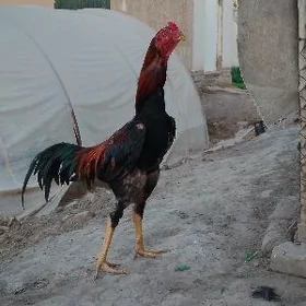 paroda horaz