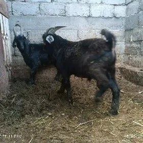 geci