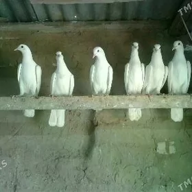 Kepderi