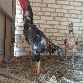 horaz