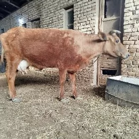 goleli sygyr