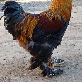 Brama Horaz