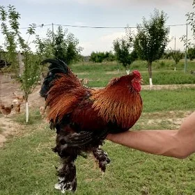 Gigant brama