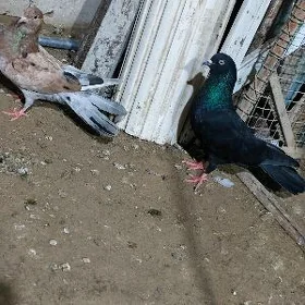 kepderi