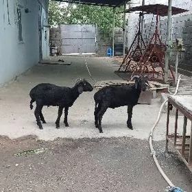 garakol