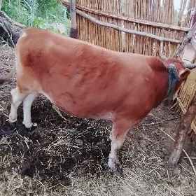 öküz