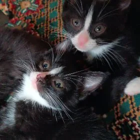 домашние котята