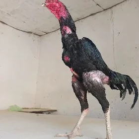 немис шир